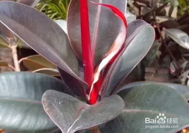 橡皮树换盆注意事项