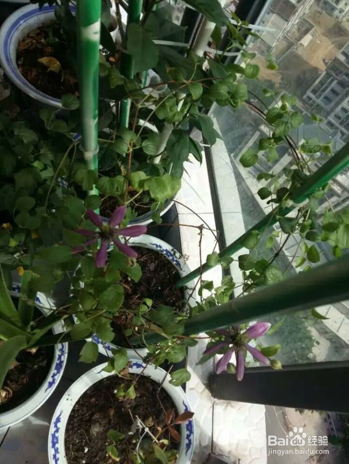 出差后自动浇花出门自动浇灌滴水花草保命方法