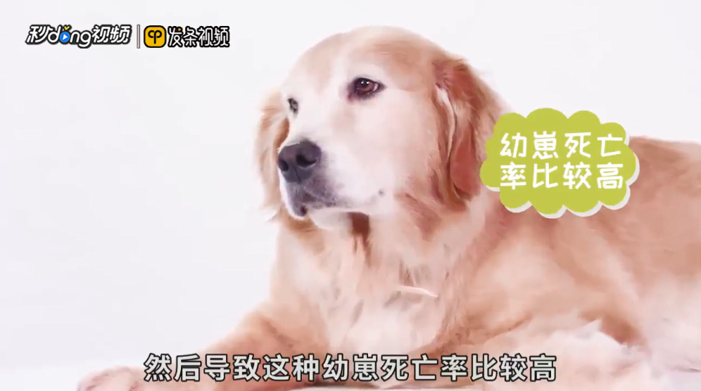 第一窝狗不能留这种说法对吗