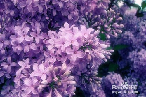 丁香花的养殖方法和注意事项