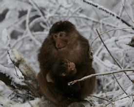 英文几种不同的方式表达“冷死了”
