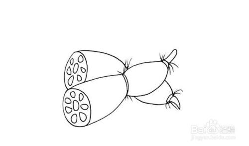 莲藕的儿童卡通简笔画教程