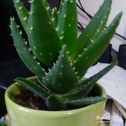 芦荟叶片看起很干该怎么解决？