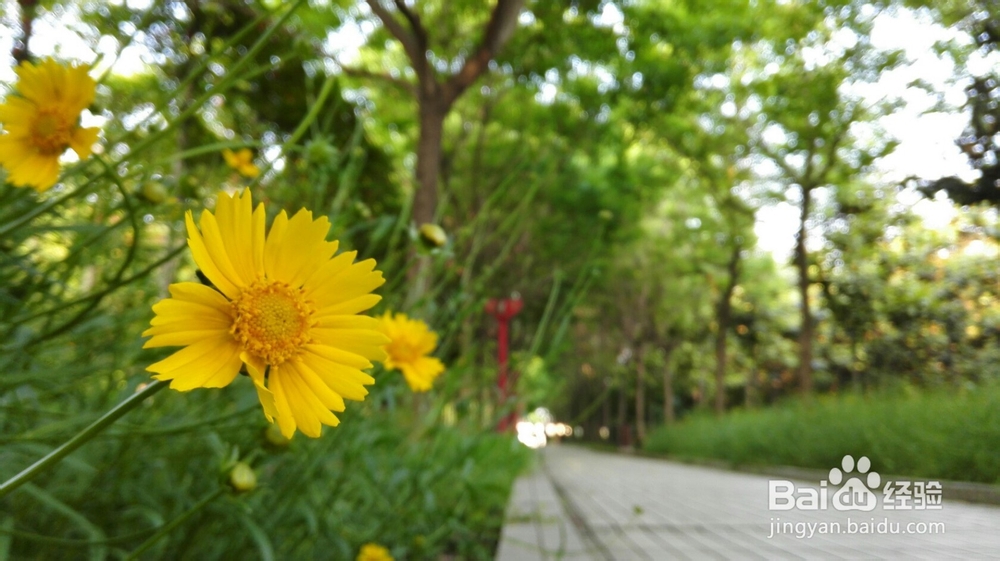 如何用手机拍摄出单反一样的虚化效果