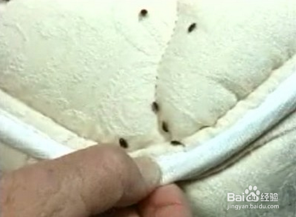 如何灭杀臭虫