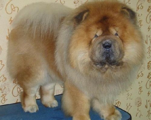 松狮幼犬断奶前的照顾