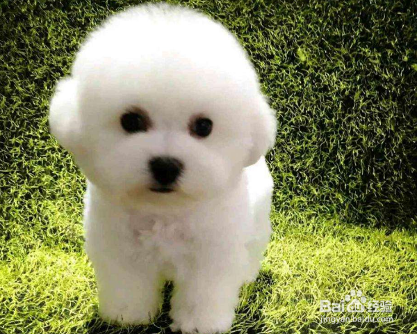 比熊泪痕严重怎么办