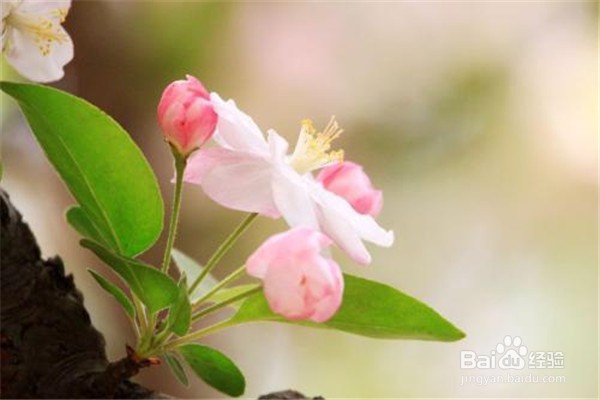 西府海棠花怎么养