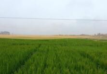 如何在水稻田拍照