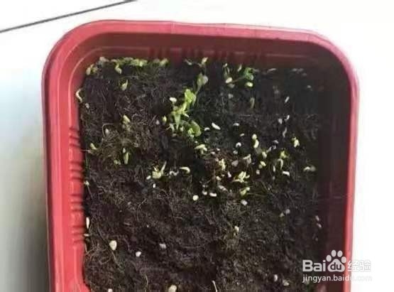 挖勺猕猴桃扔土里,7天变身毛茸茸叶子盆栽