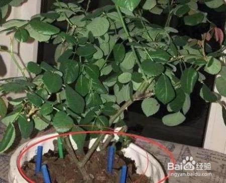 花盆边戳个洞，埋点它，花猛蹿狂长，叶子长成绿瀑布!