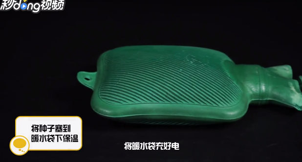 怎么快速让小西红柿的种子发芽