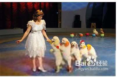 训练狗排泄的十大方法