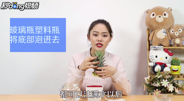 教你怎么种菠萝