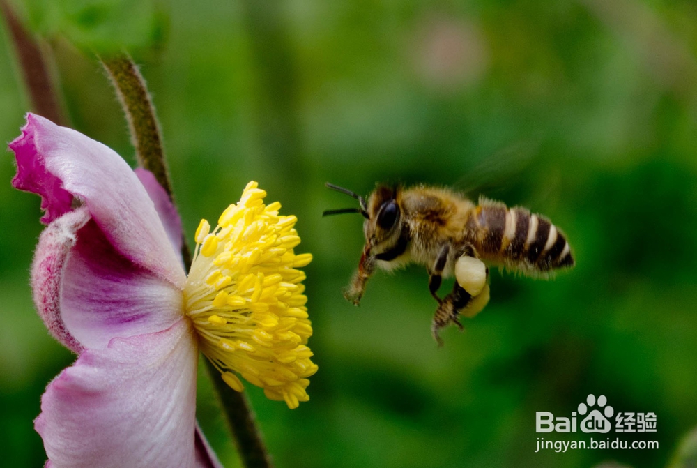 什么是蜂蜜?蜂蜜是怎么酿造出来的?