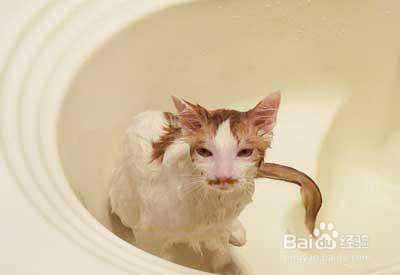 猫咪在什么情况下不要洗澡