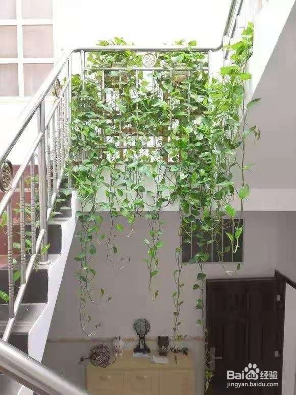 绿萝用绳子一绑,蹭蹭蹭爬满了墙!