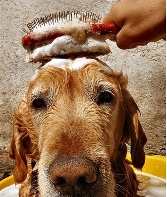 贵宾狗狗刚进家门的4大忌