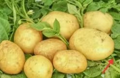 保存时间长的蔬菜