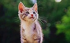 武魂宝石游戏攻略