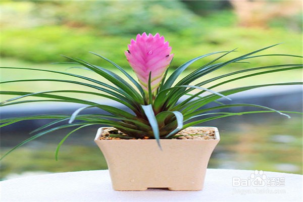 铁兰的养殖方法和注意事项