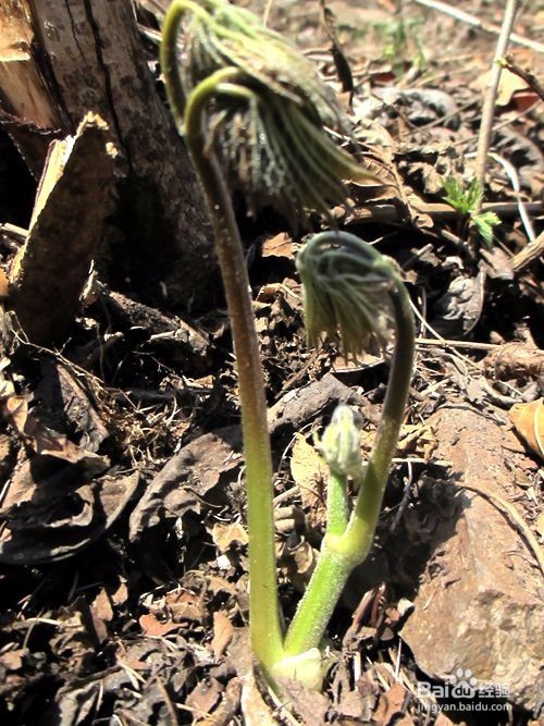 如何挑选大耳毛