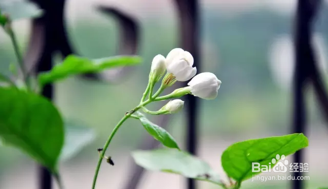 如何让茉莉花开不断