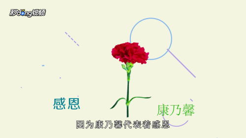 父亲节送什么花