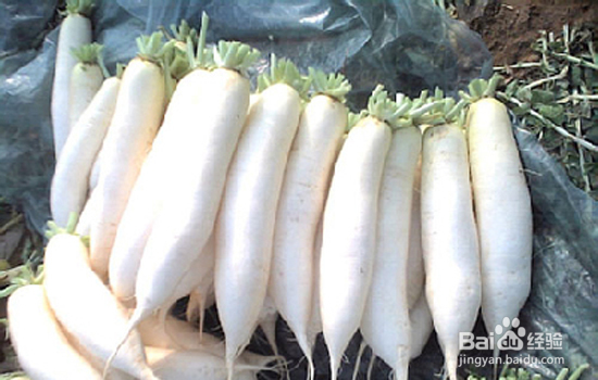 吃白萝卜可以减肥吗 冬季巧吃白萝卜减肥