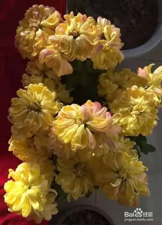 3种花专挑秋天开，随便养1盆，连爆3个月