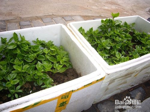 爽口凉菜——生拌穿心莲