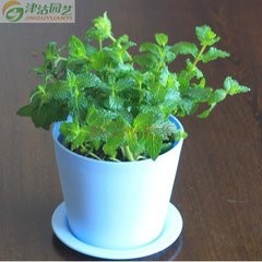 薄荷怎样种？种植薄荷需要注意什么？