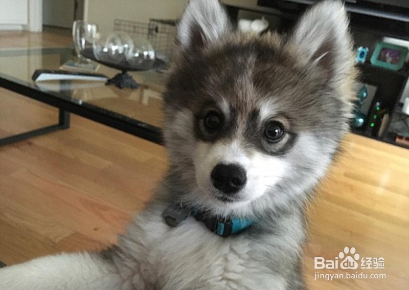 颜值超高的诺曼，想要一个嘛