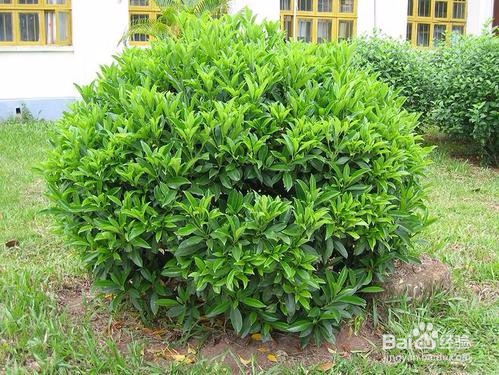 如何让非洲茉莉开花