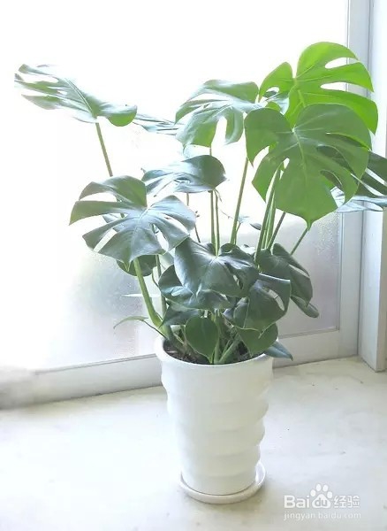家里放这些花,让家人更健康!