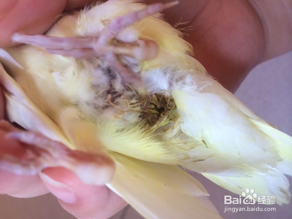 玄凤鹦鹉疾病--肠炎