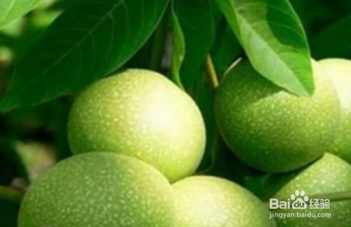 核桃皮怎么好剥