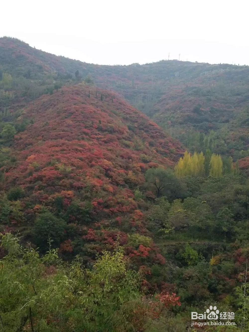<b>进入大山赏红叶、呼吸新鲜空气</b>