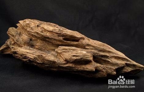 奶香木怎样辨别