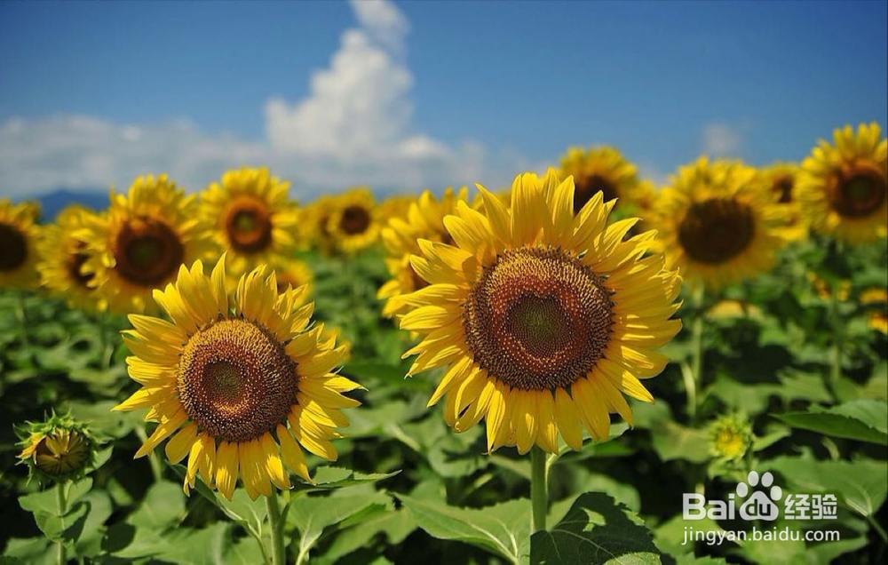 太阳花如何种植？