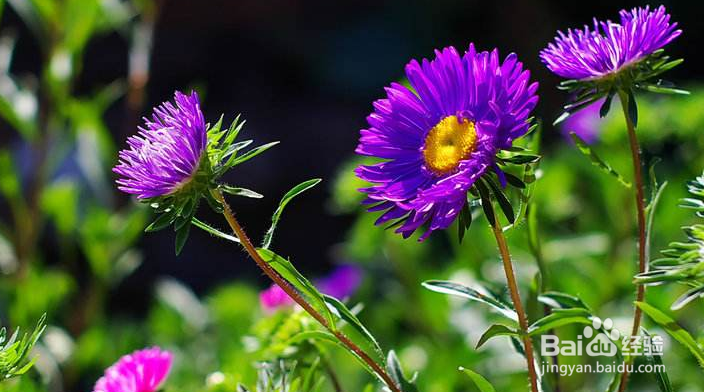 翠菊怎么养护？