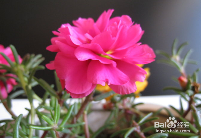 掐不死花怎么种植