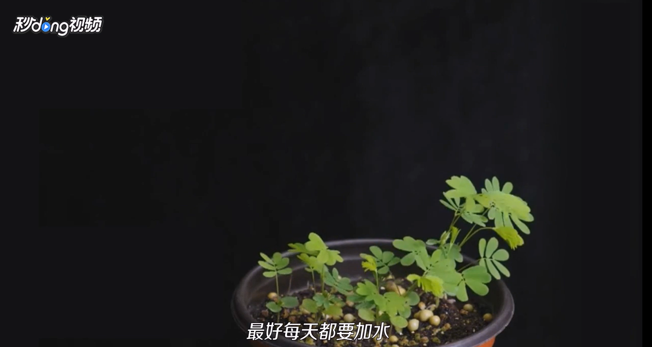 如何轻松地养好一盆含羞草