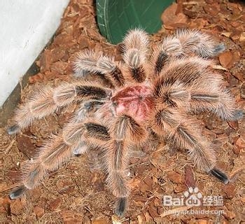 蜘蛛日常情况下吃什么好呢