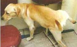 狗狗室内如厕训练方法