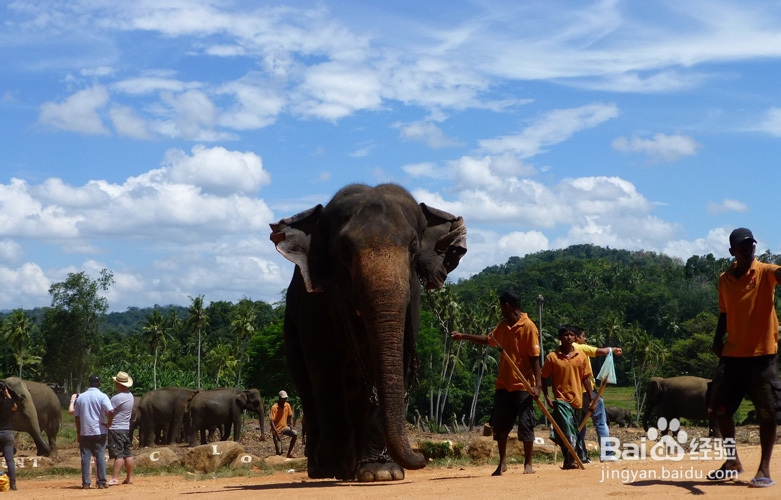 热带岛国斯里兰卡旅游攻略
