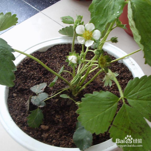 盆栽草莓怎么养