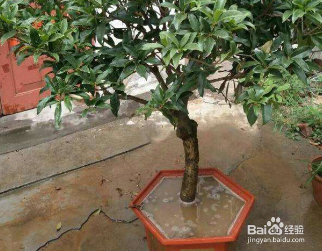 桂花冬天怎么过冬