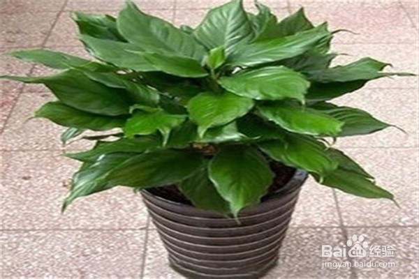 万年青的注意事项和养殖方法？