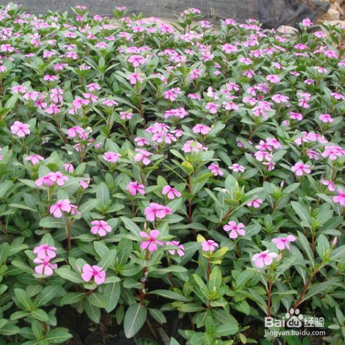 长春花黄叶子怎么回事